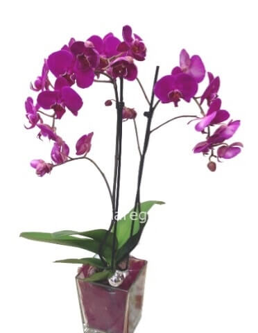 Pianta di Orchidea Phalaenopsis in vaso di vetro