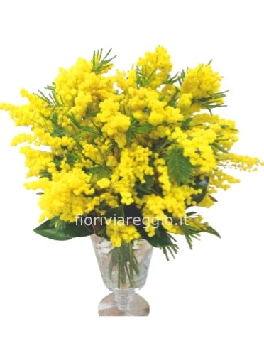 Mazzo di mimosa confezionato piccolo