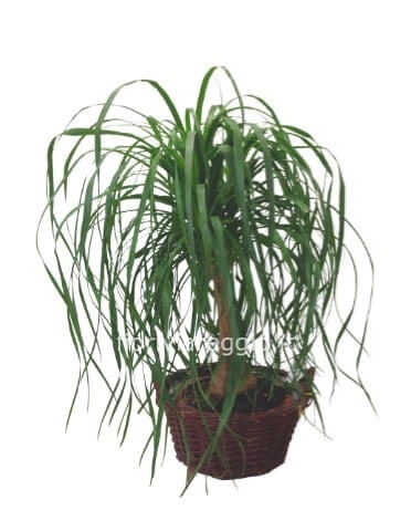Pianta di beucarnea altezza 60 cm