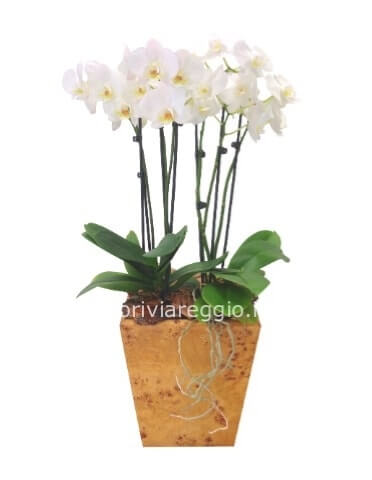 2 Piante di phaleonopsis a 2 steli in vaso o cesta