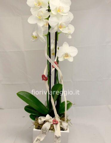 Pianta di orchidea Phalaenopsis in vaso di ceramica