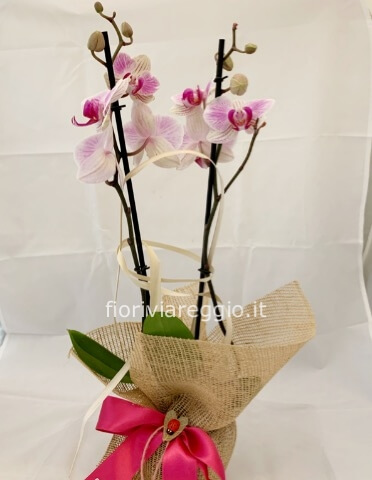 Pianta di orchidea Phalaenopsis a 2 rami