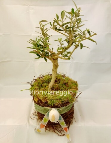 Pianta di Olivo altezza 35cm circa