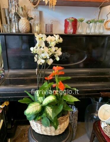 Composizione orchidea e anturium
