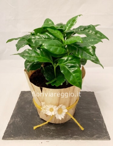 Pianta del caffè