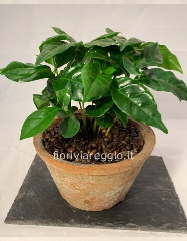 Pianta del caffè in vaso di terracotta