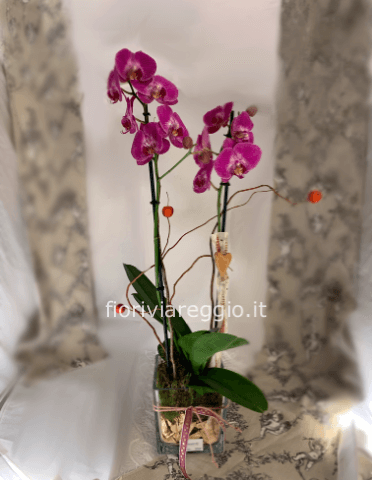 Orchidea Phalaenopsis in vaso di vetro cubo con decori natalizi