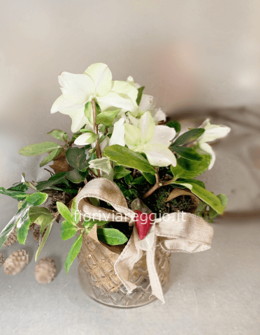Pianta di Elleboro in vaso di vetro con decori natalizi