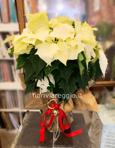 Stella di Natale bianca