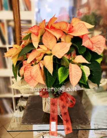 Stella di Natale sfumata