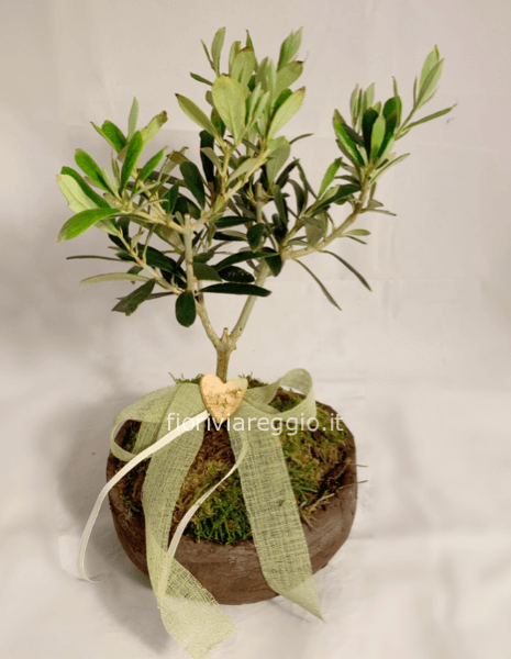 Pianta di olivo in vaso di terracotta